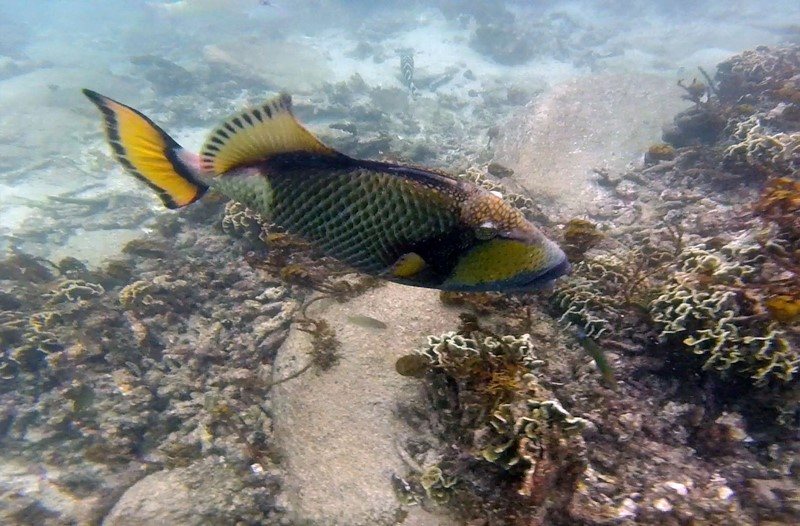 Koh Tao, Thaïlande