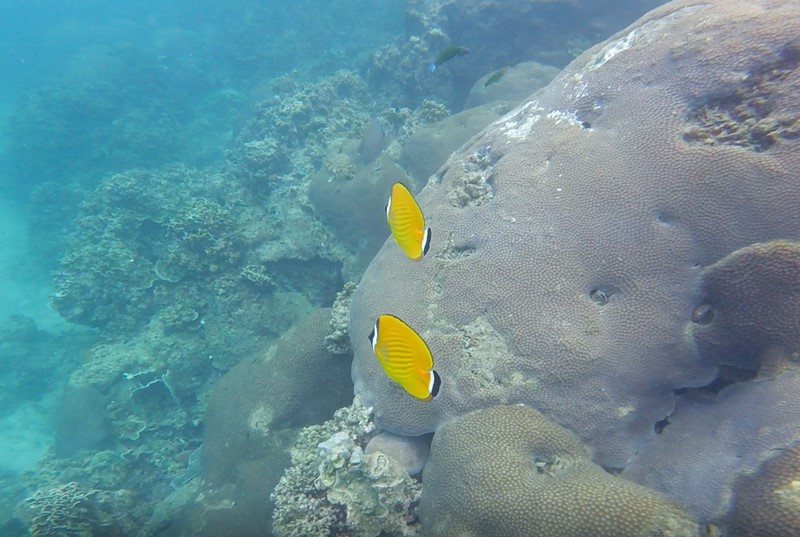 Koh Tao, Thaïlande