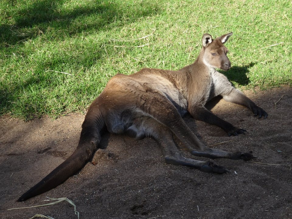 Australie, Australie