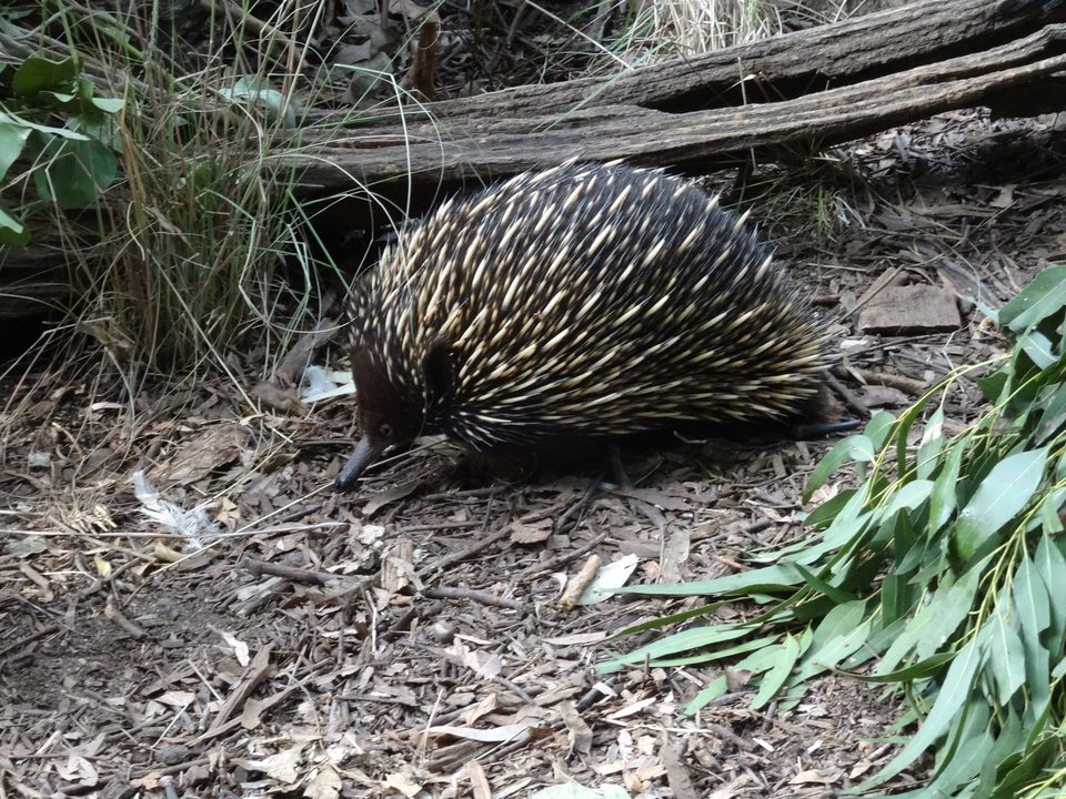 Australie, Australie