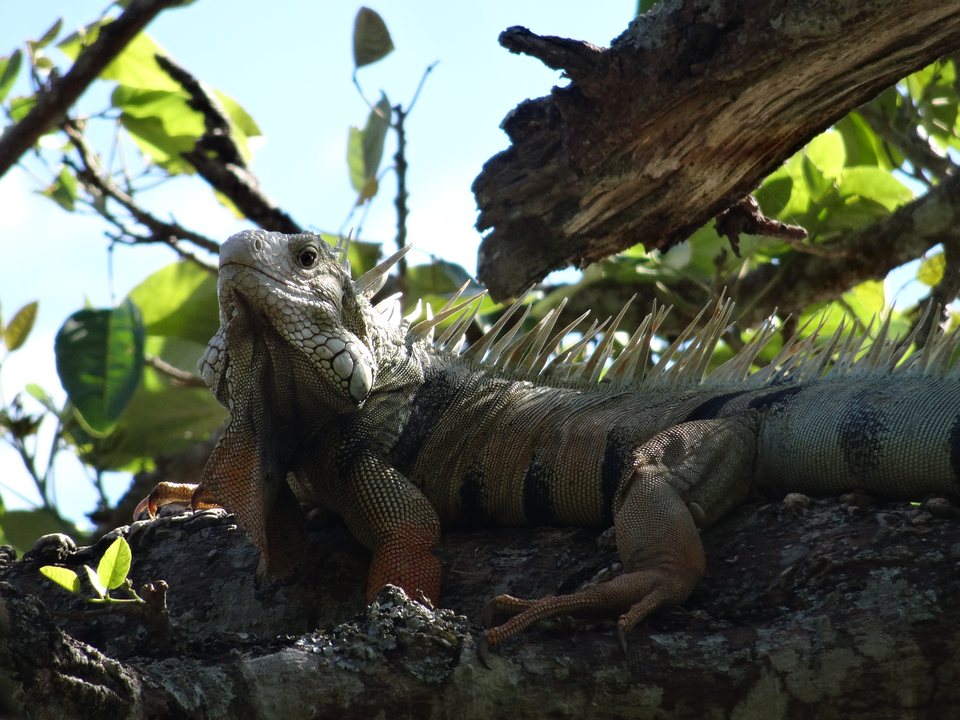 Neiva - Desierto de la Tatacoa, Colombie