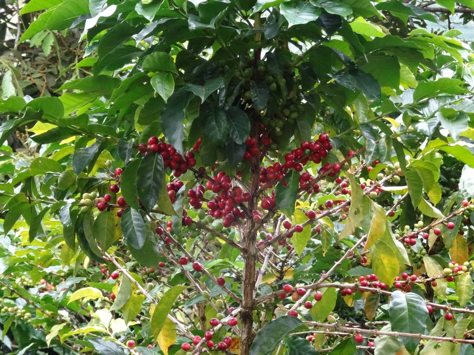 San Agustín, Colombie