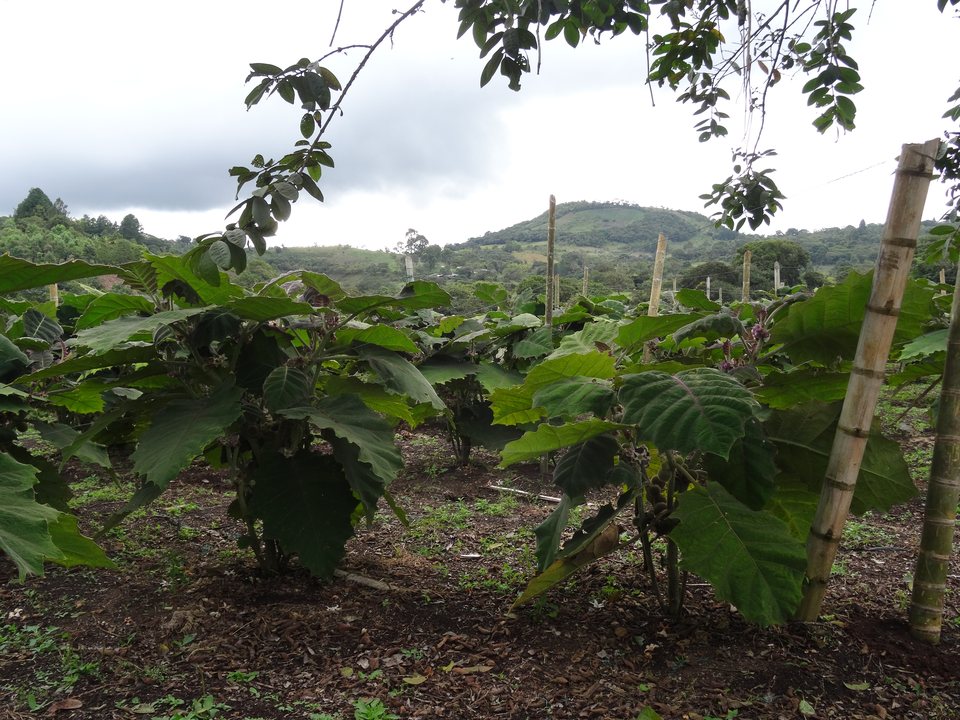 San Agustín, Colombie