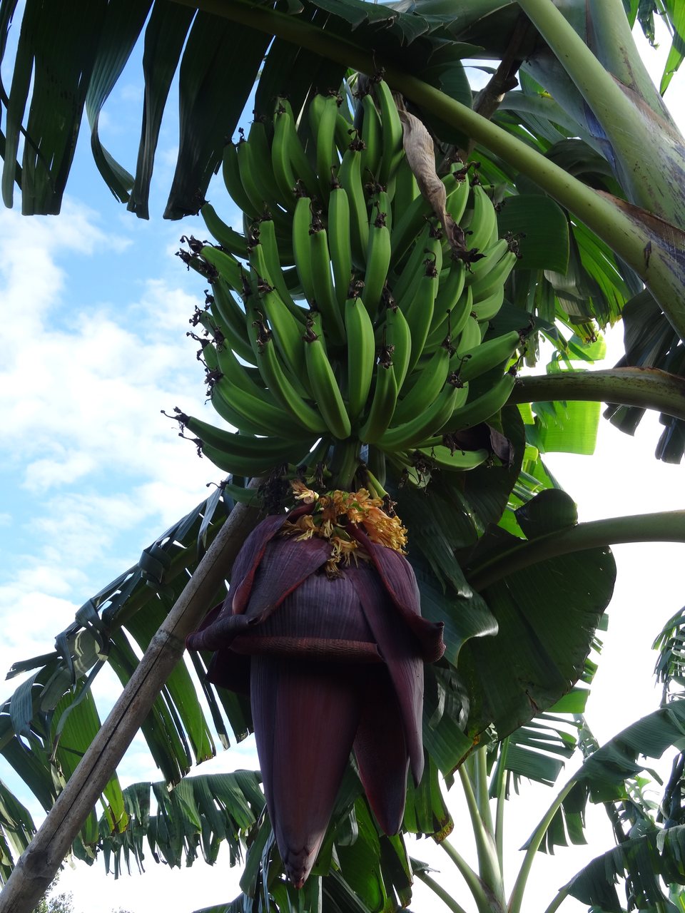 San Agustín, Colombie