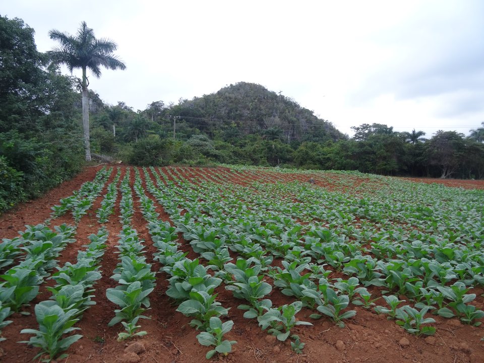 Viñales - María la Gorda - Pinar del Rio, Cuba