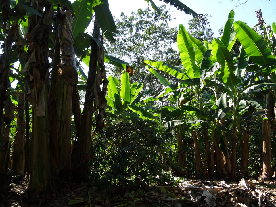 Zona Cafetera, Colombie