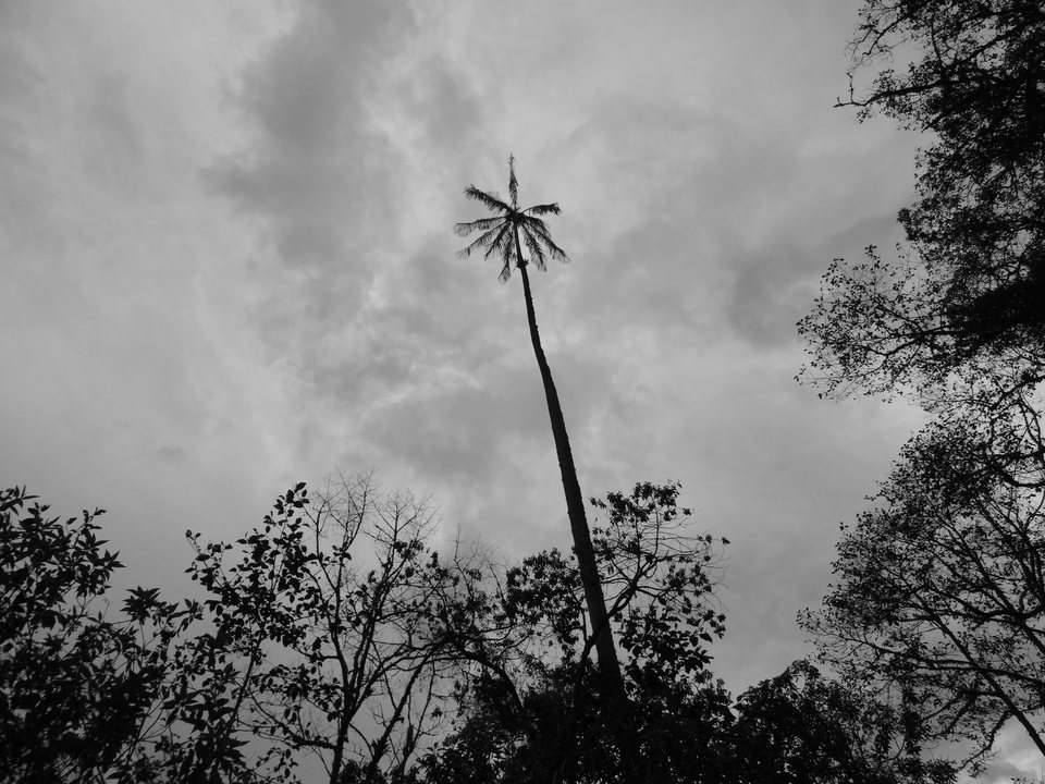 Zona Cafetera, Colombie